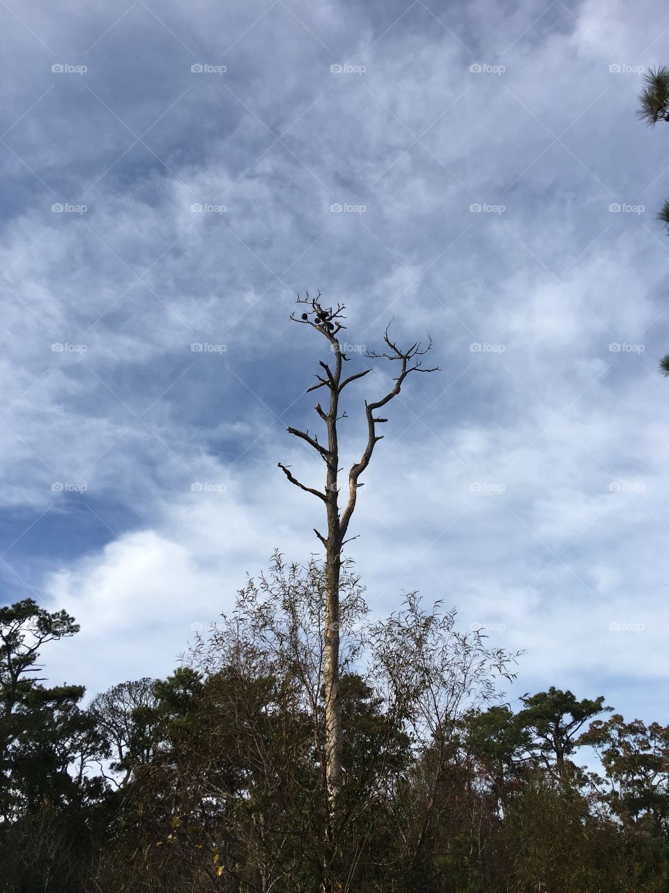 Blackbirds in dead tree