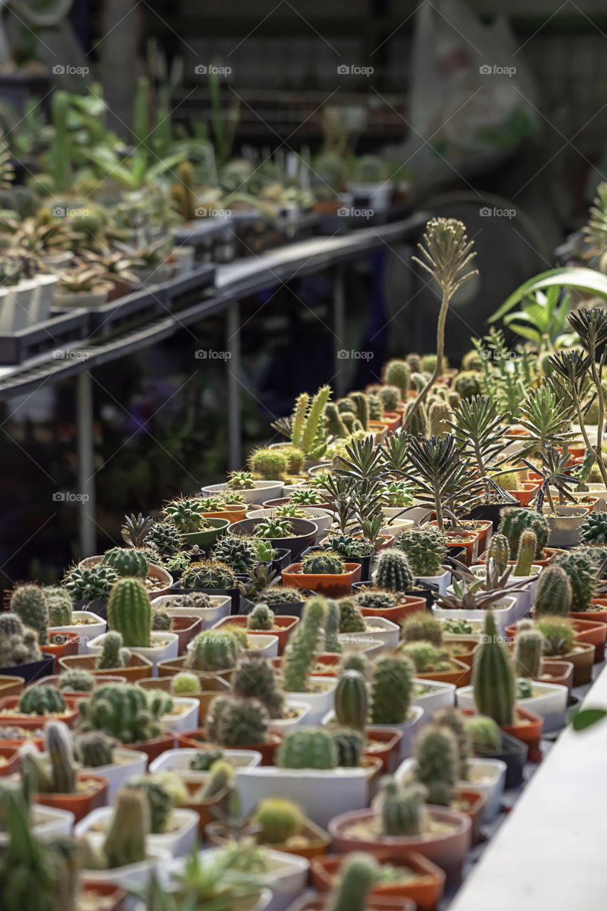 Many Small Cactus For decorative plant on table.