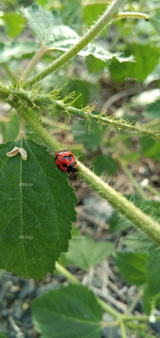 Cardinal Rodolia is a species of ladybug that has a variety of color patterns. Lives on shrubs and short-term plants.