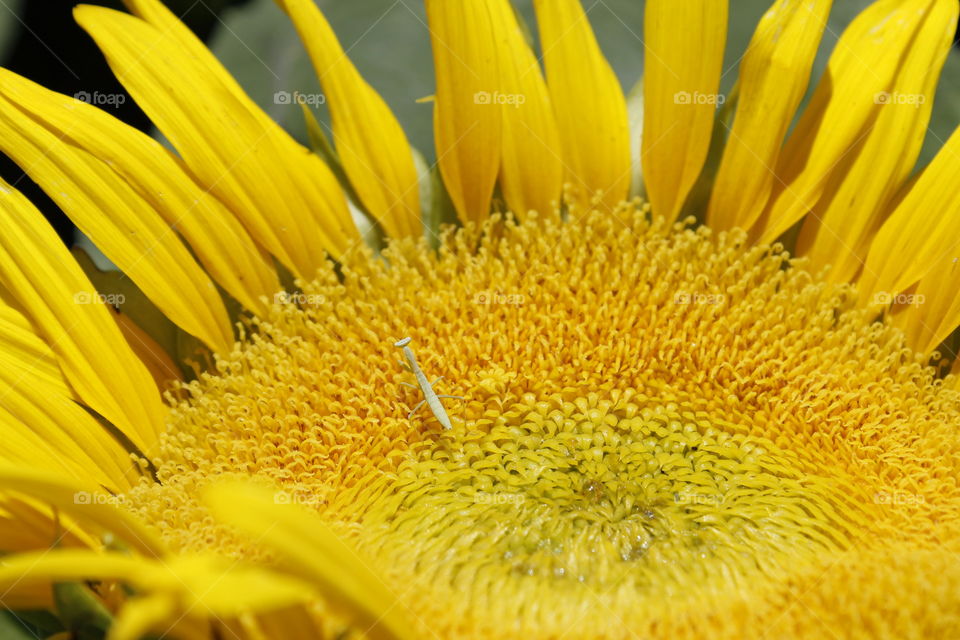 sunflower praying mantis