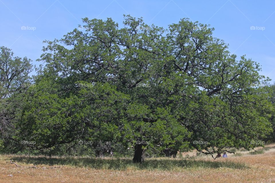 Oak tree