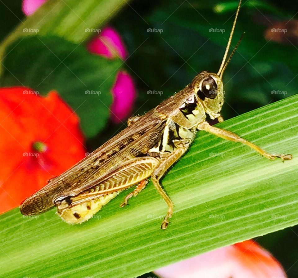 Pretty grasshopper 