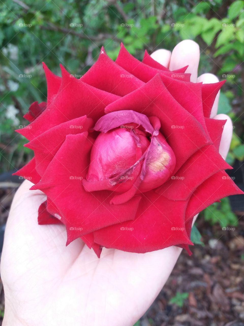 bunga rose merah yang sungguh indah