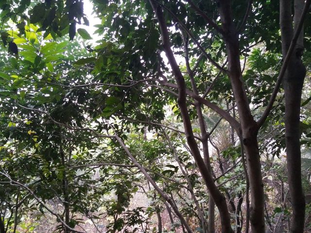nature