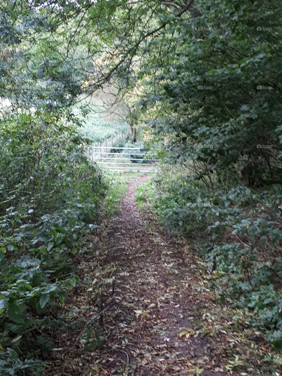 Landscape, Wood, Nature, Tree, Leaf