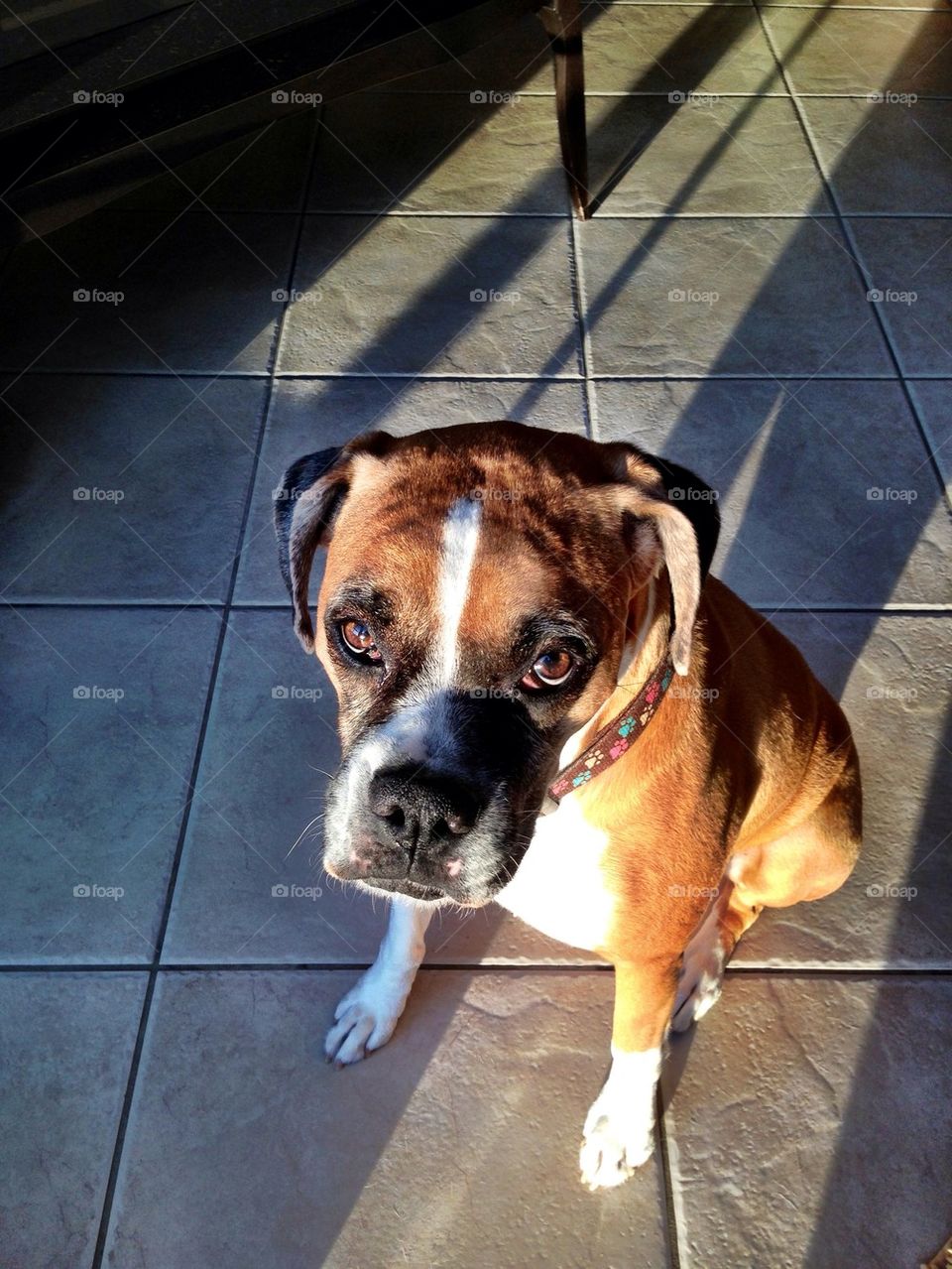 Boxer dog in the house