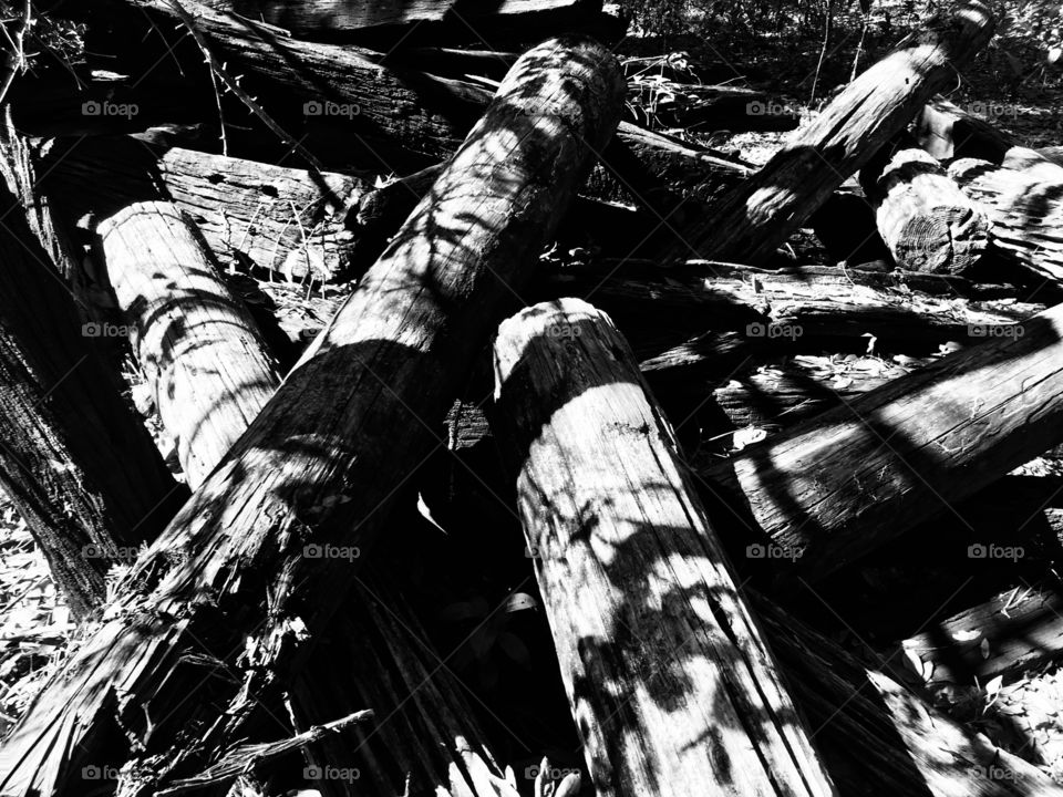 Monochrome, Tree, Wood, Tree Log, Black And White