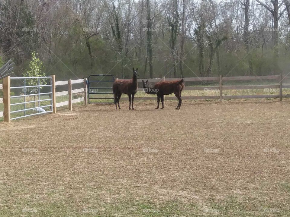llamas on the farm in Virginia