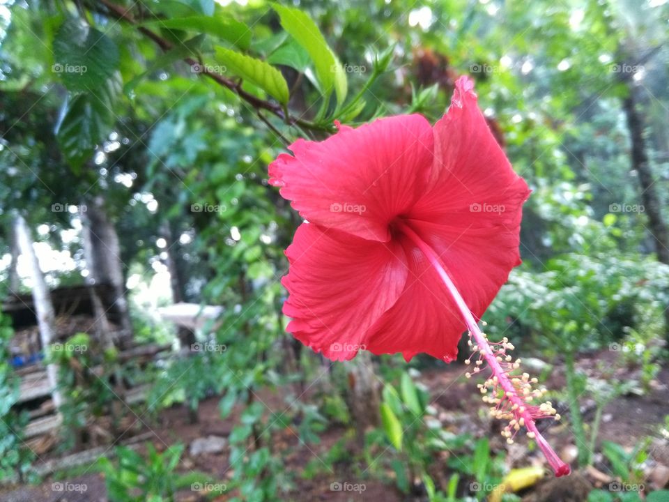 Hibiscus flower