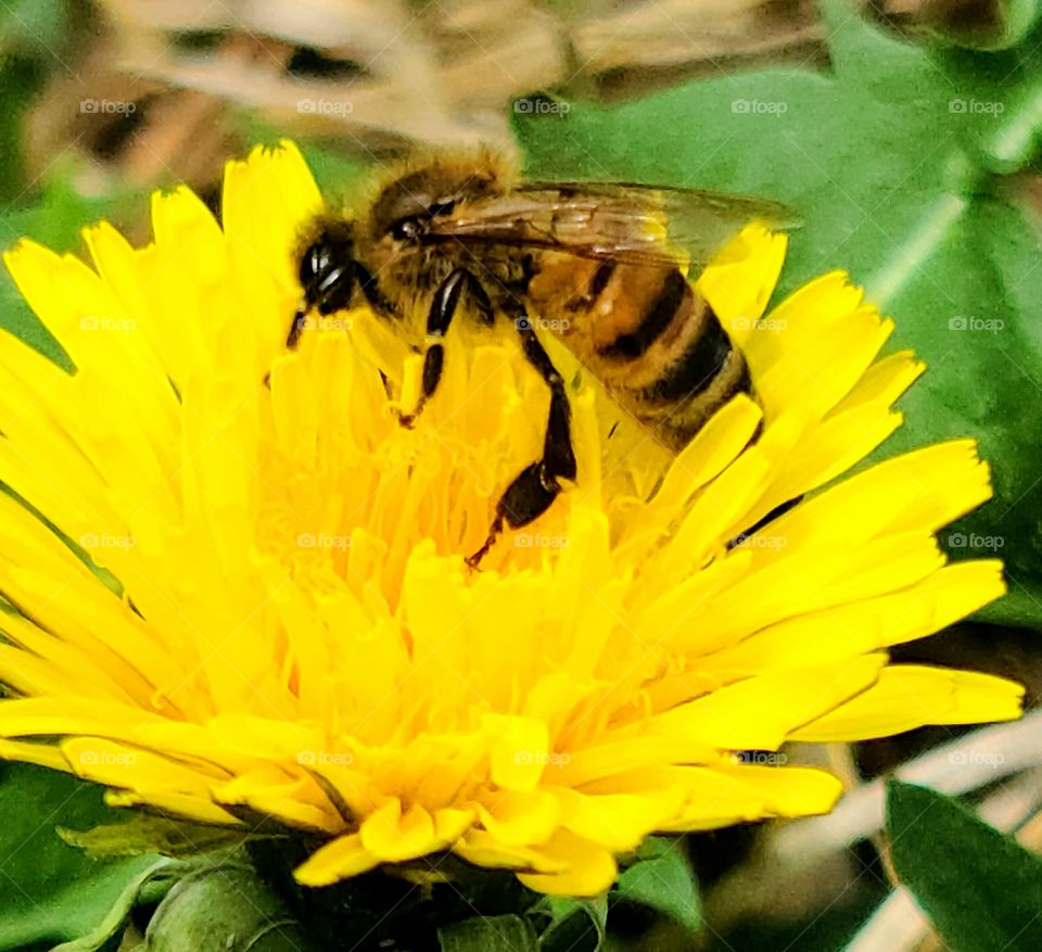 Dandelion Bee
