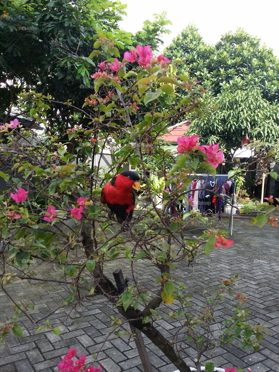 Nuri Bird from Island Irian Jaya East Indonesia