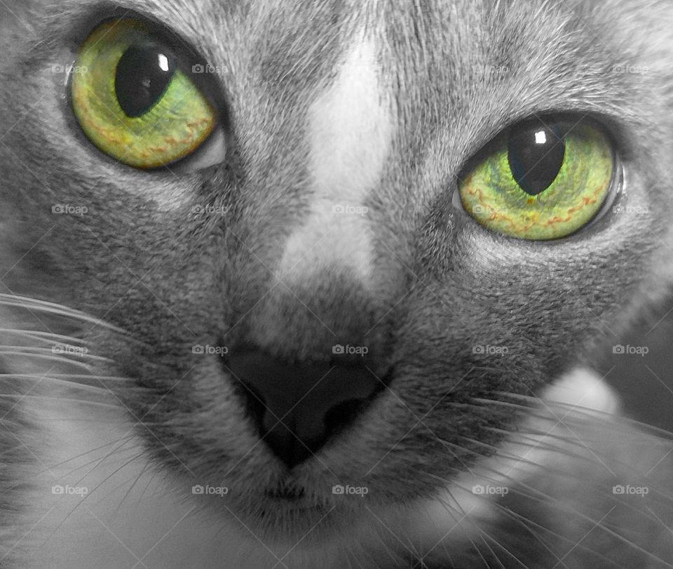 Close-up of green eyes cat