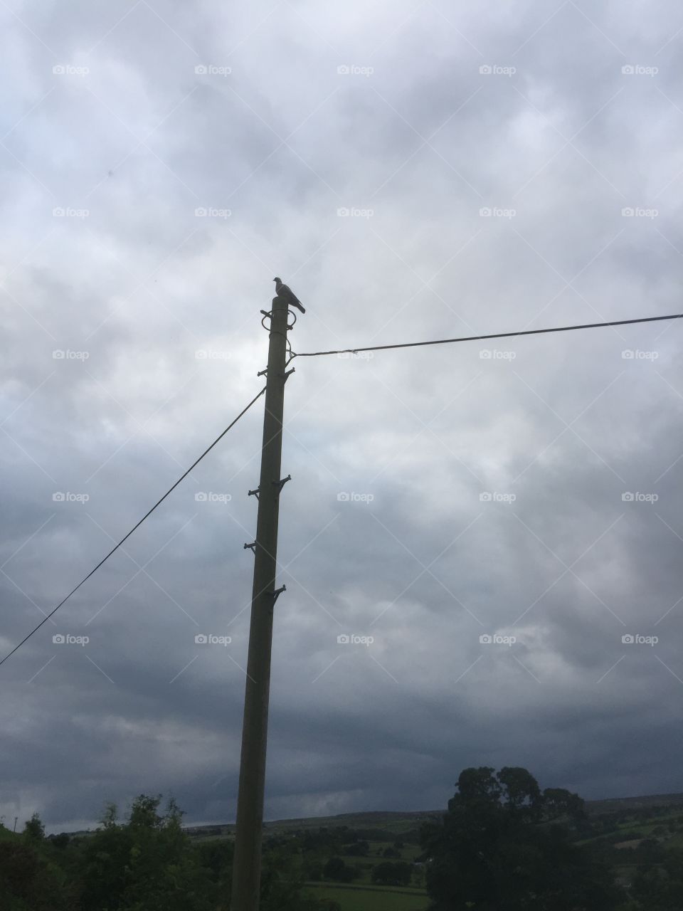 Bird on the telegraph pole.