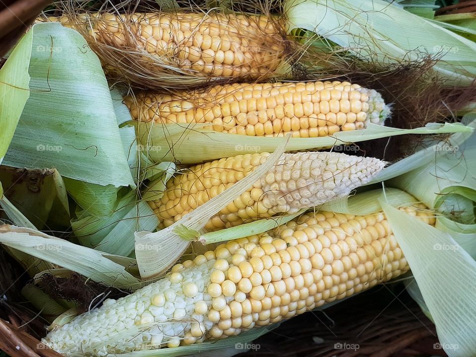 Photo of yellow corn grown at home