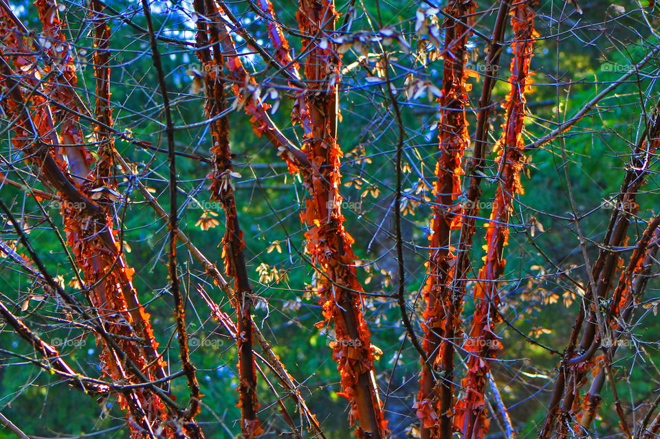 Interesting red-brown peeling bark on a shrub at our favourite woodland garden. The reddish bark makes a beautiful contrast against the emerging green spring foliage in the background.