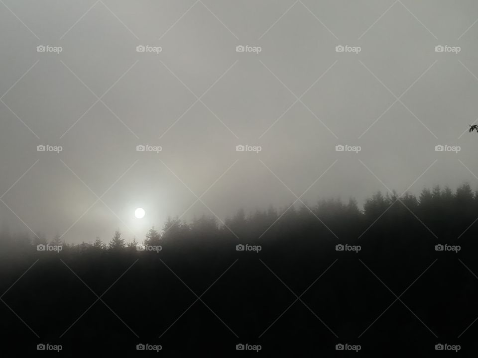 fog with trees