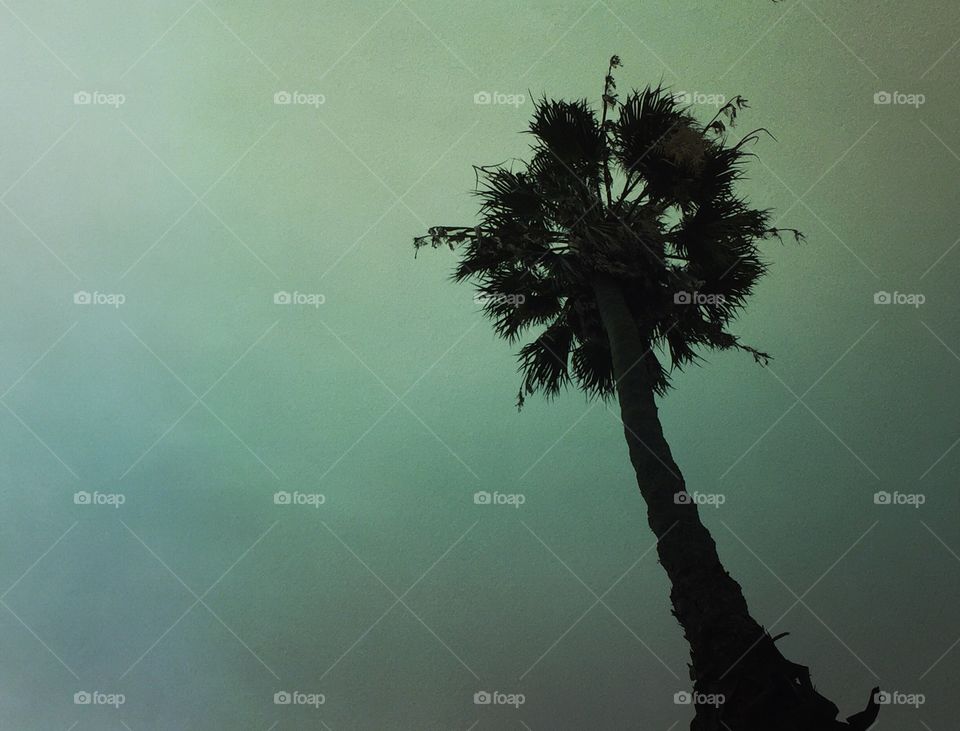 Palm tree silhouette 