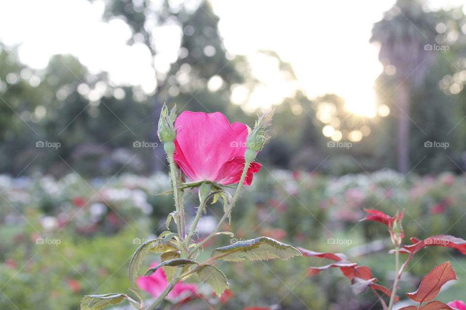 Flower, Nature, Flora, Leaf, Garden