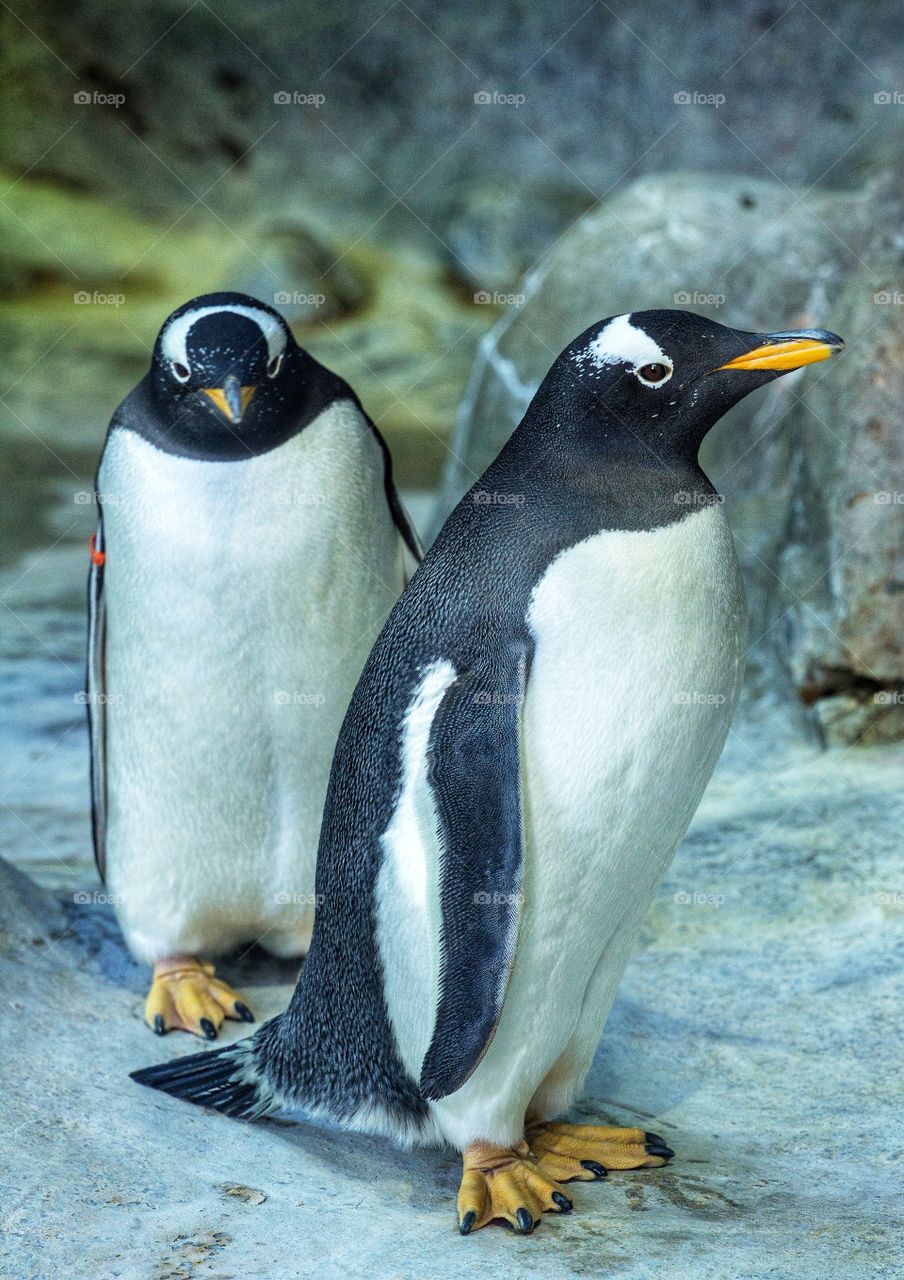 couple of gentoo penguins,