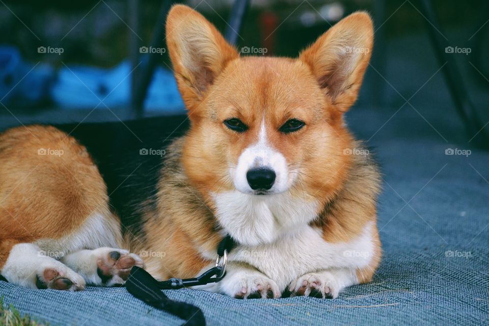 Beautiful dog laying and relaxing