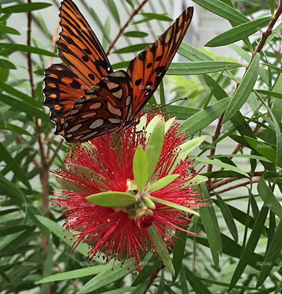 Monarch butterfly