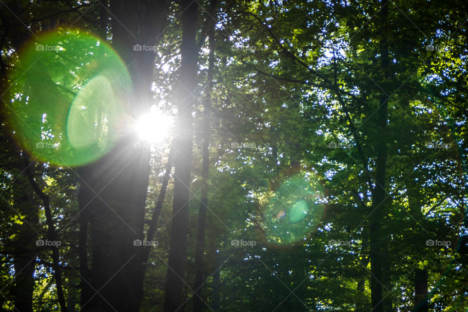 Lens flare in the woodland