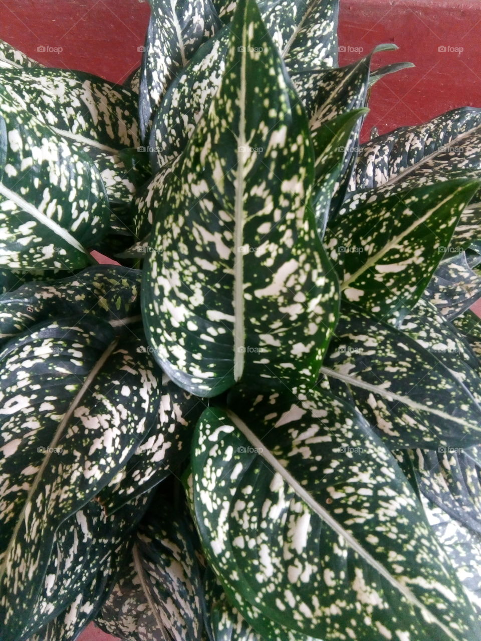 No Person, Leaf, Nature, Flora, Pattern