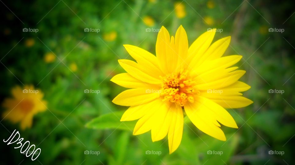 hermosa flor amarilla