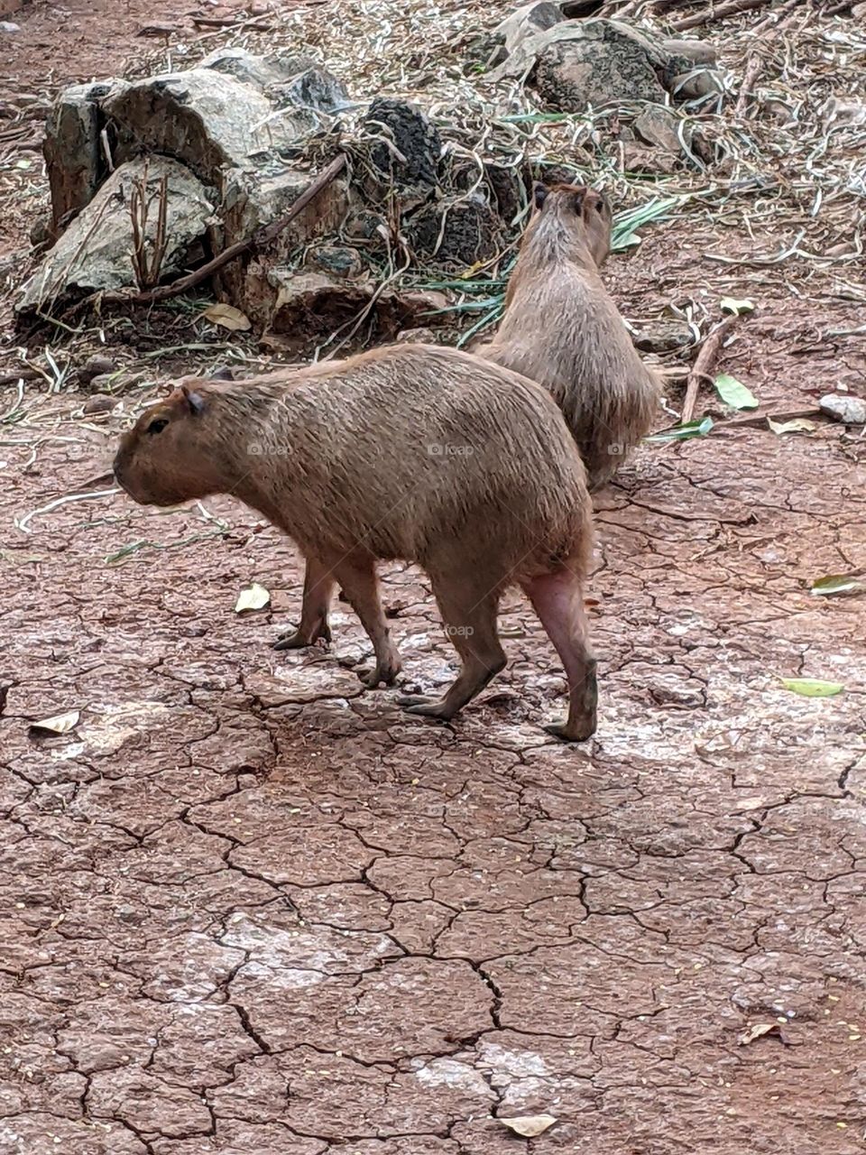 capybara