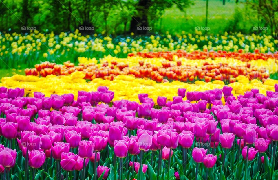 Colourful tulips in park