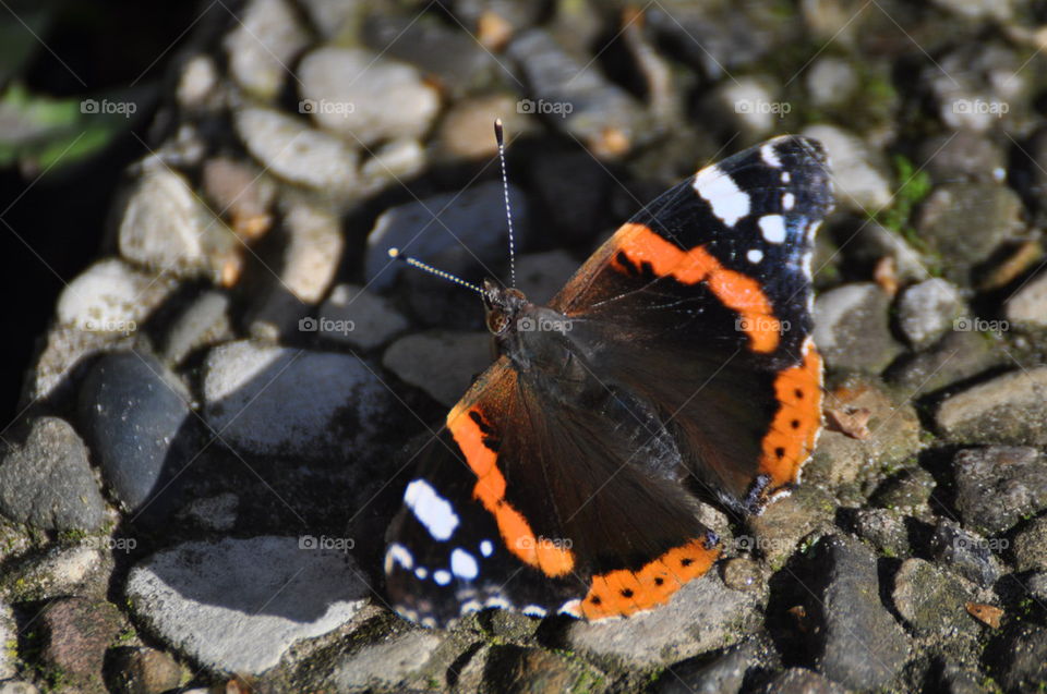 butterfly stony