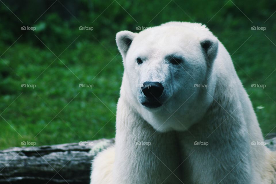 Portrait of white polar bear