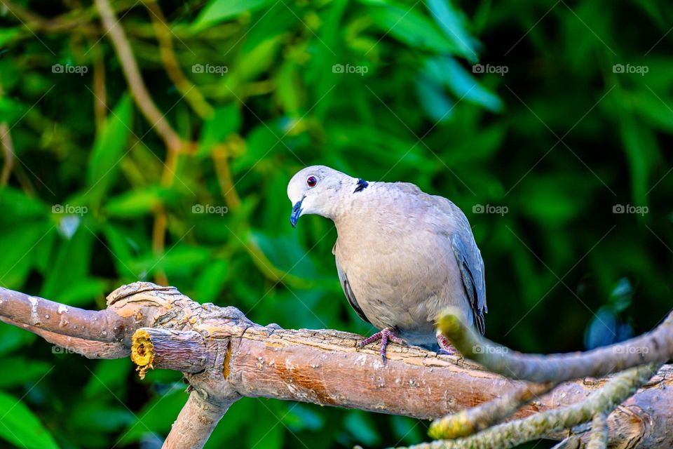 Bird on a branch in sunny weather