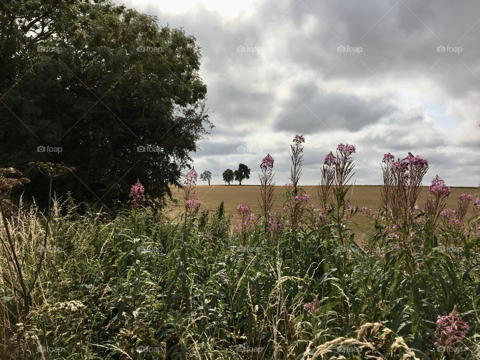 English Countryside ... farmers field with three trees in the distance 