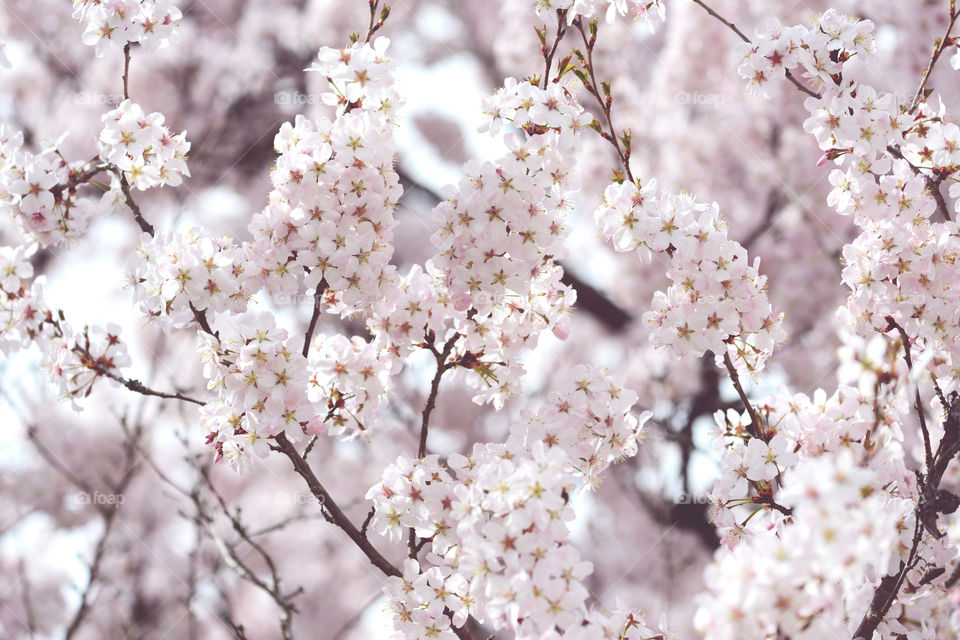 Blooming pink cherry blossom