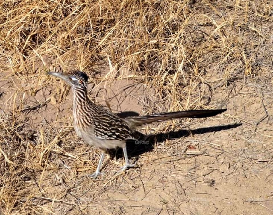 Roadrunner