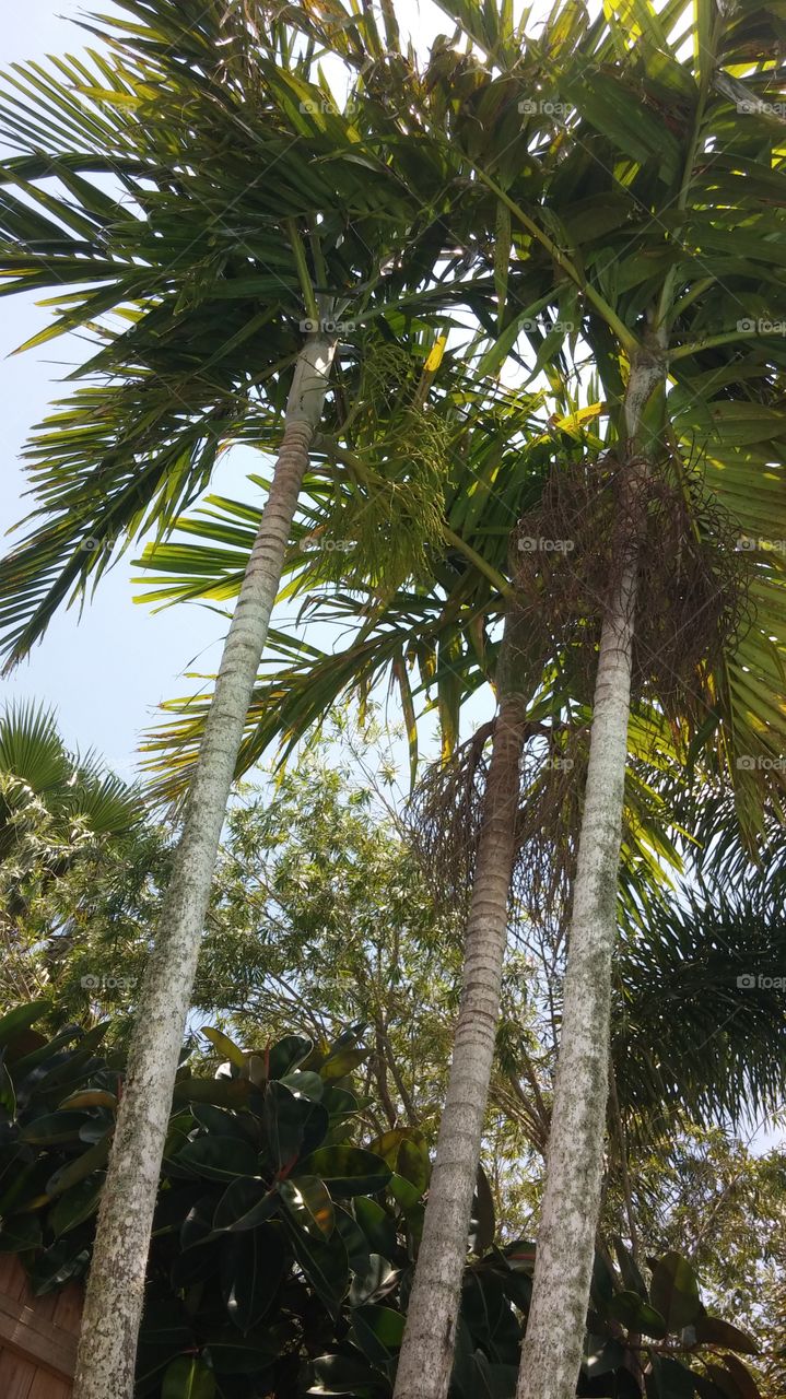 Palm trees summer breeze