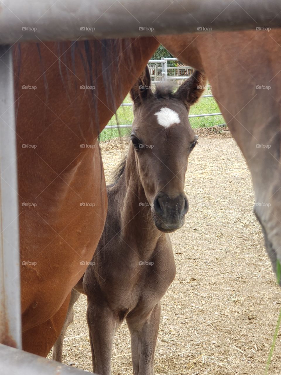 foal