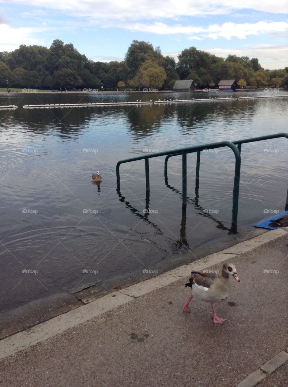 Morning walks for ducks