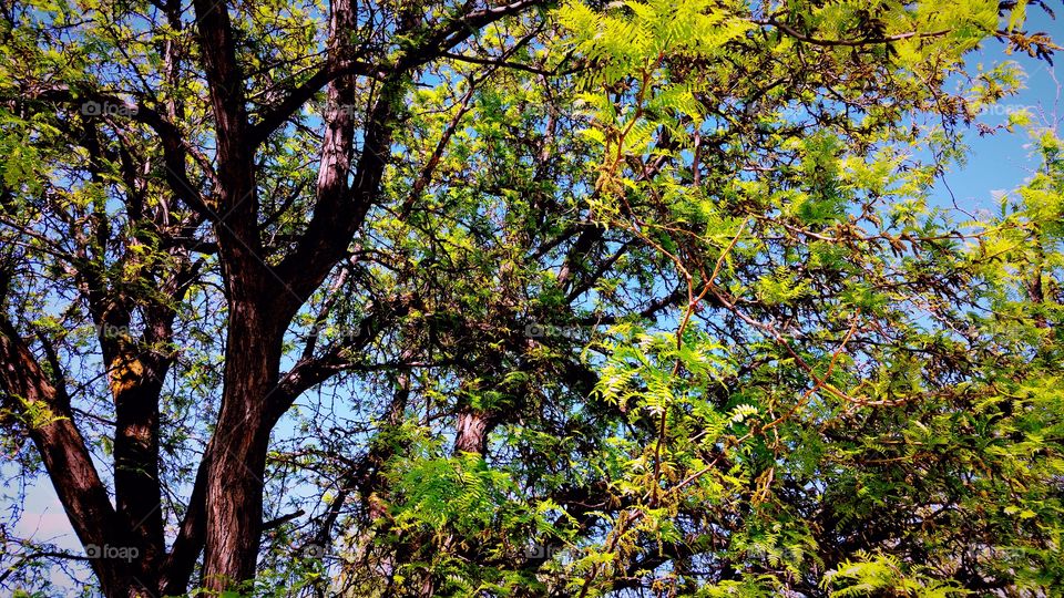 tree with green leaves blue sky