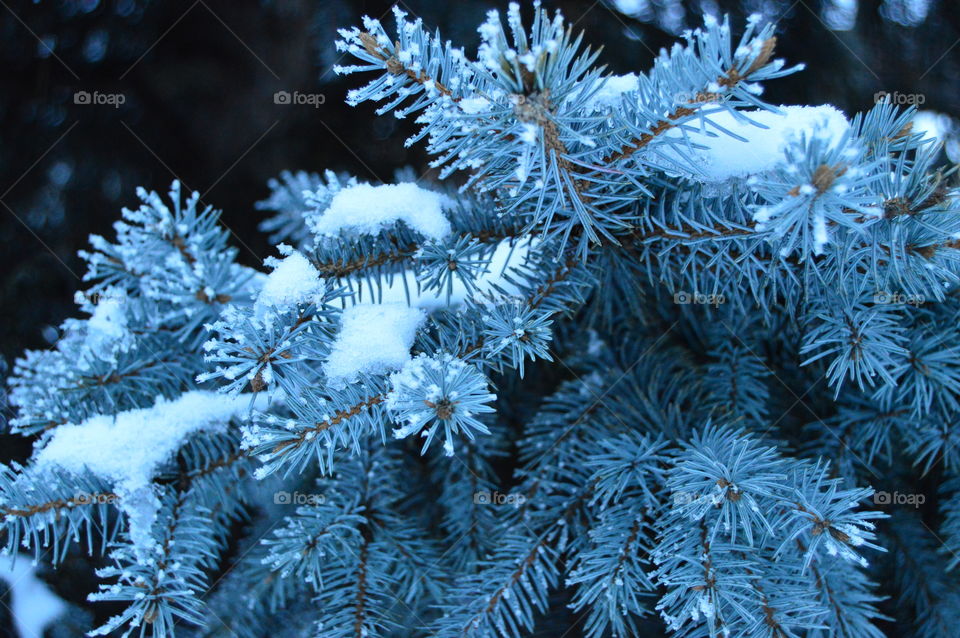 Snow, winter, blue spruce, needles, tree,