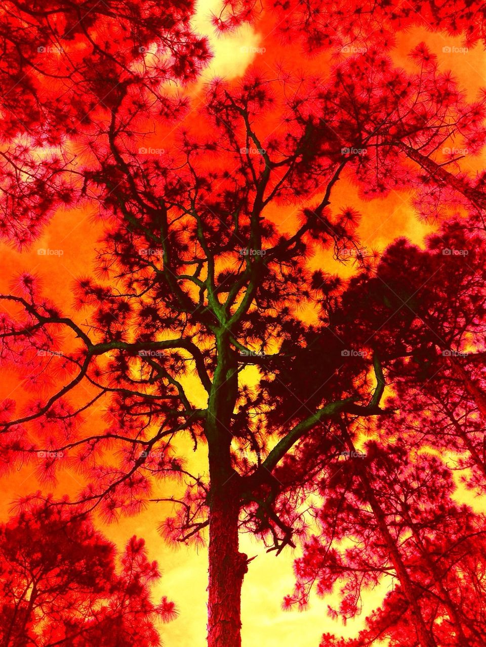 Sunset tree Silohette