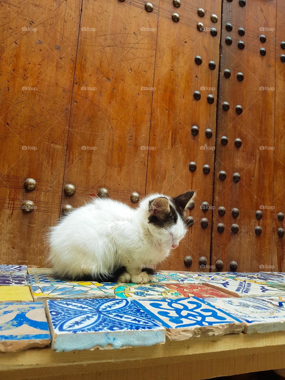 picture from the ground of a little cat sleeping on artisanal moroccan zelig in the old city of fez Morocco