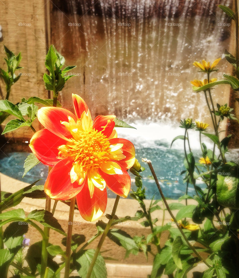 Orange flower before a cascading waterfall