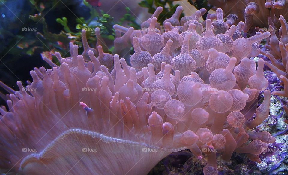Sea anemone