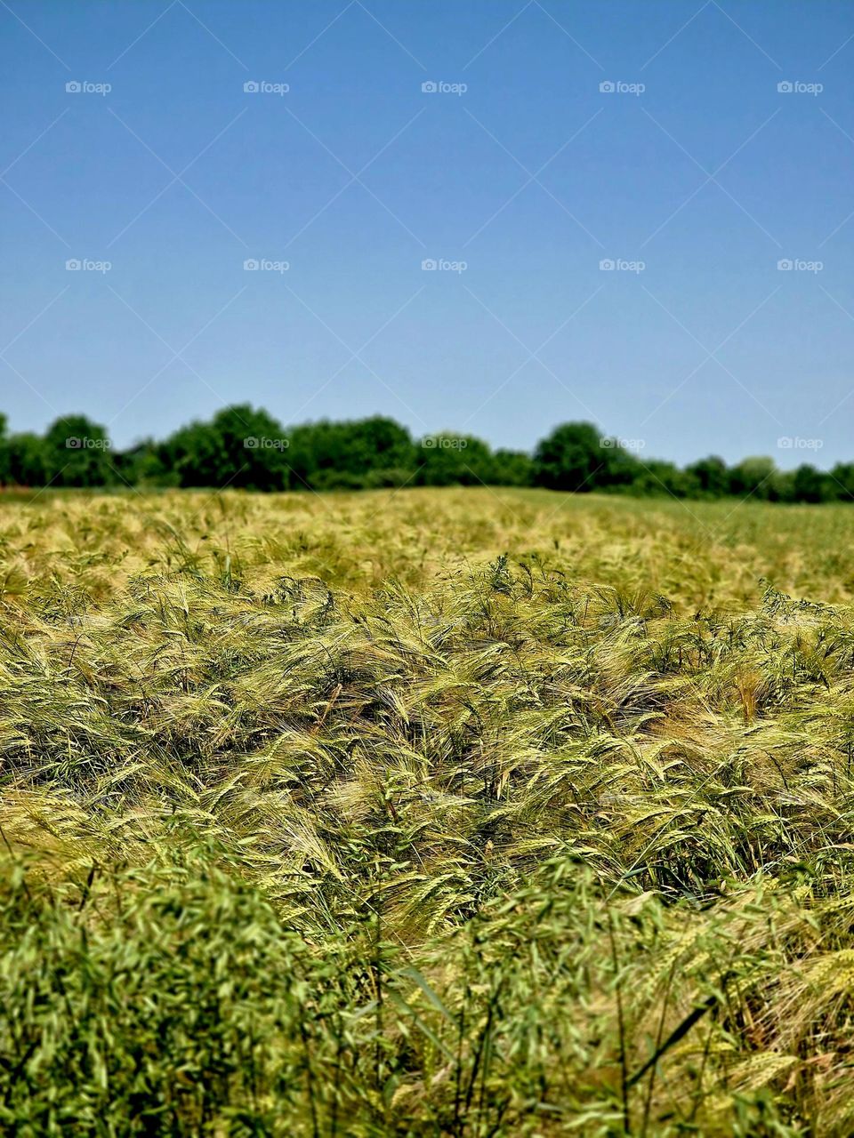 wheat field