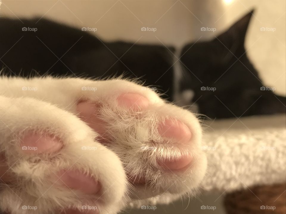 Cute cats paws