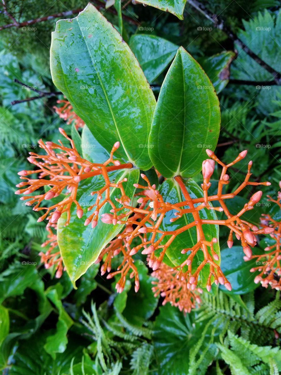 Exotic flowers