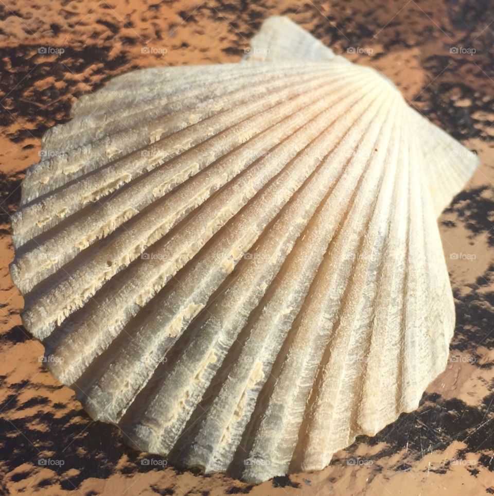 Macro shot of shell