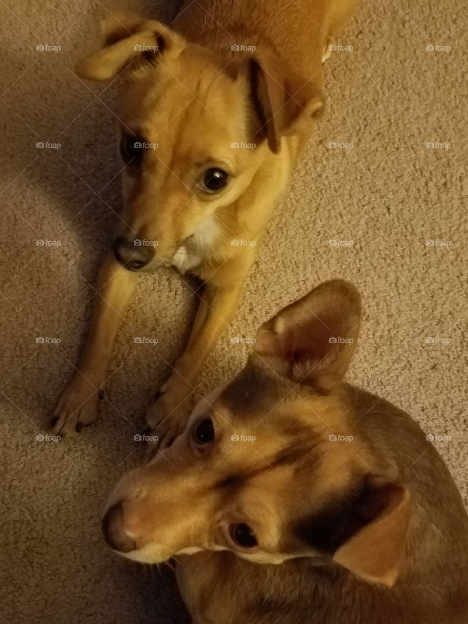 two small dogs close up sitting on carpet